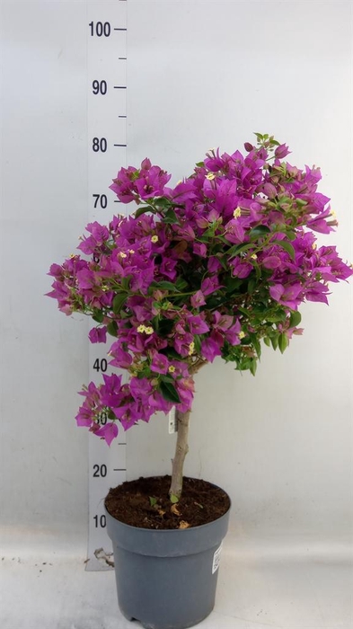 <h4>Bougainvillea   ...</h4>