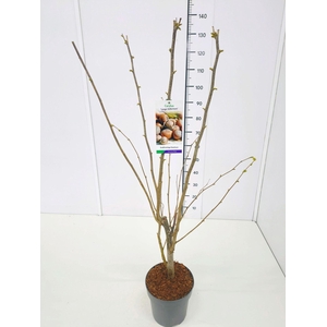 Corylus Purpurea