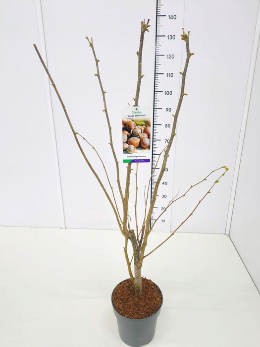 <h4>Corylus Purpurea</h4>