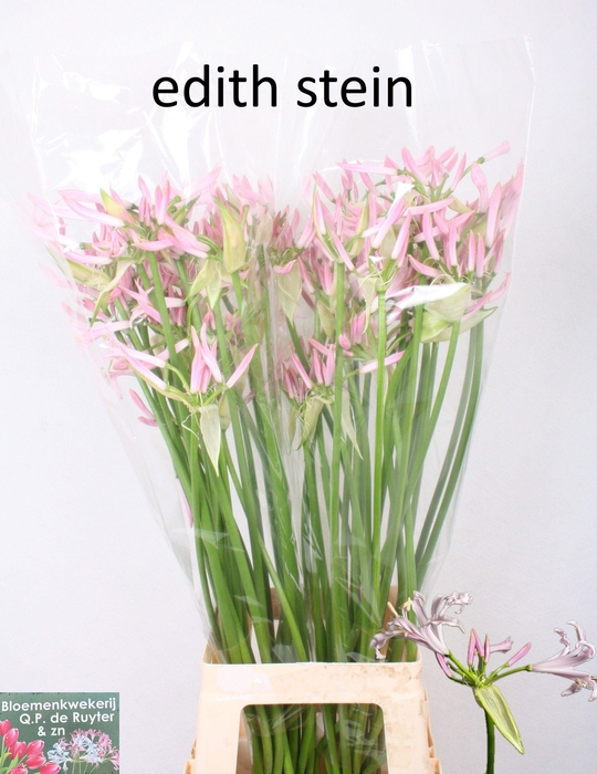 <h4>NE BOWDENII OV</h4>