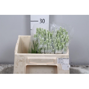Muscari White Pearl