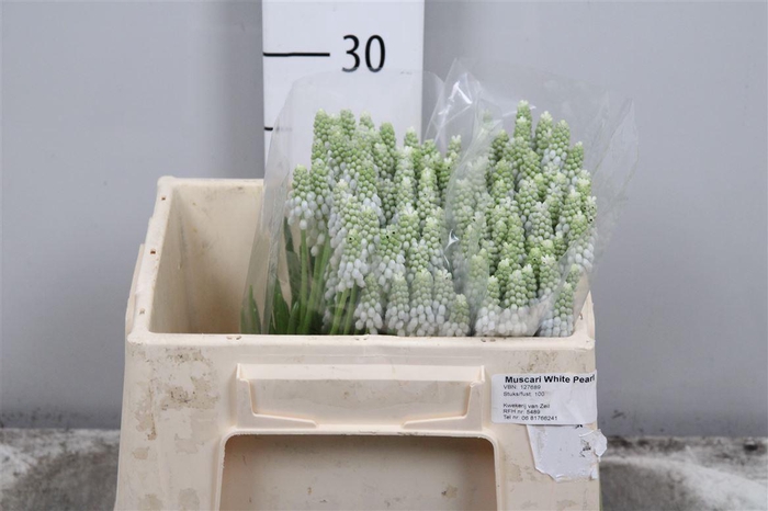 Muscari White Pearl