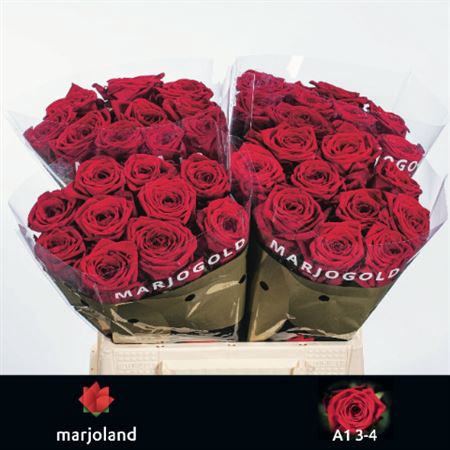 <h4>R Gr Red Naomi!</h4>