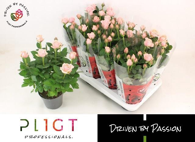 <h4>RO INF PRINCESS</h4>