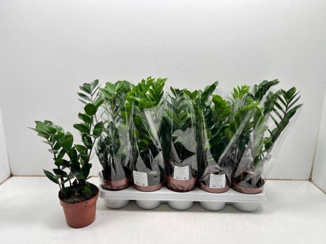 <h4>ZAMIO ZAMIIFOLIA</h4>
