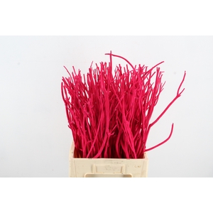 Mitsumata Flock Fuchsia Bs(10)