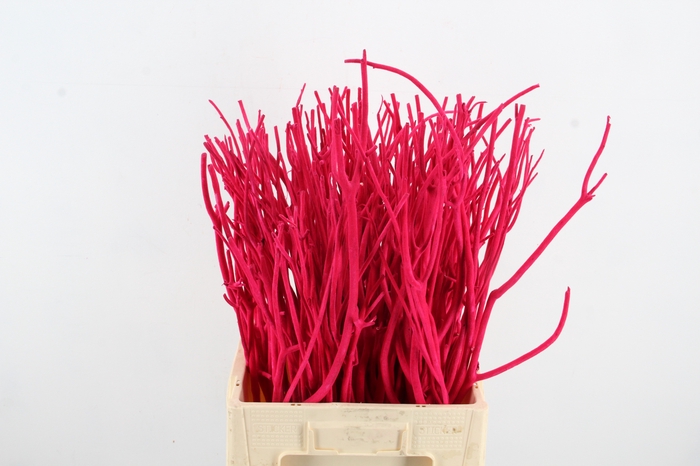 <h4>Mitsumata Flock Fuchsia Bs(10)</h4>