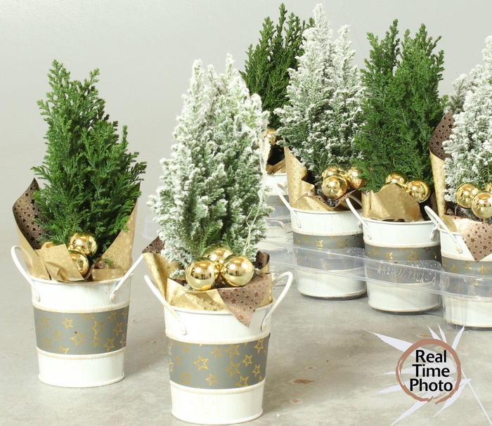 <h4>CHAM L ELLWOODII</h4>