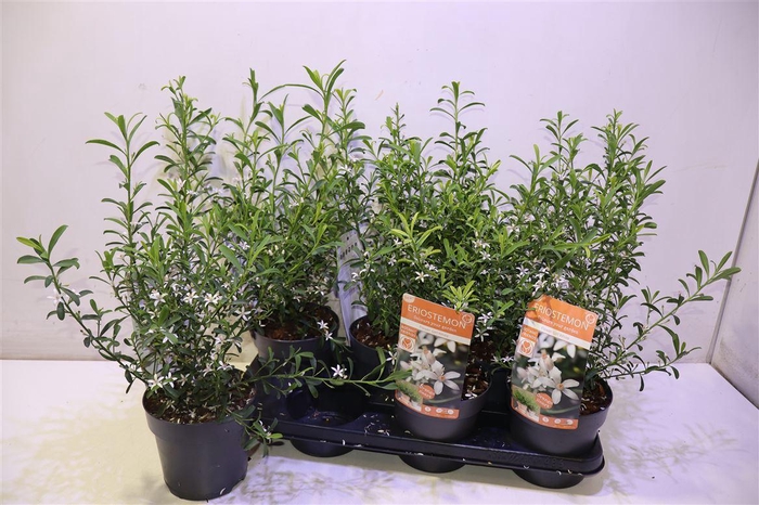 <h4>Eriostemon Myoporoid</h4>