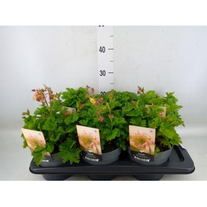 Geum  'Scarlet Tempest'