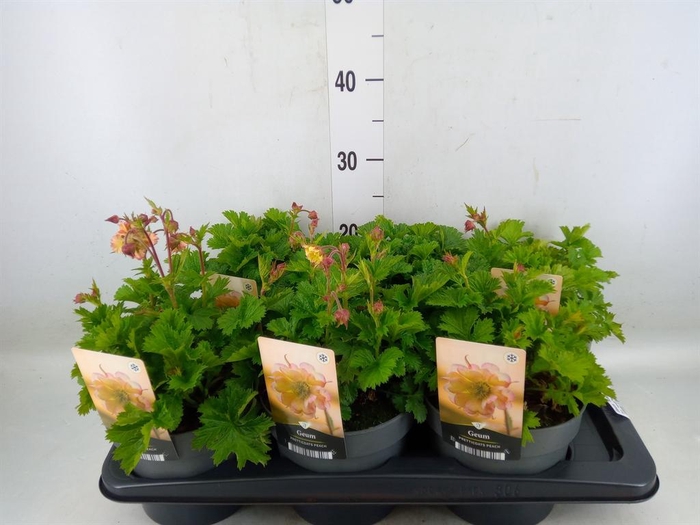 <h4>Geum  'Scarlet Tempest'</h4>