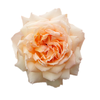 Rosa Princess Holly's Hope