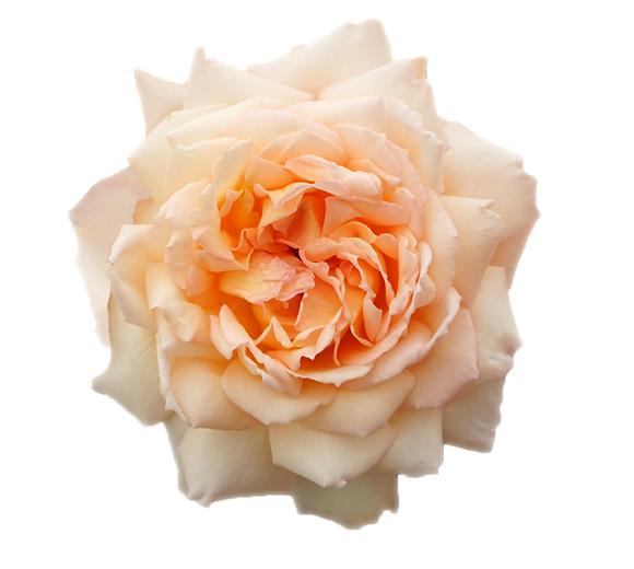 Rosa Princess Holly's Hope