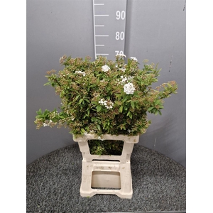Spiraea Ov