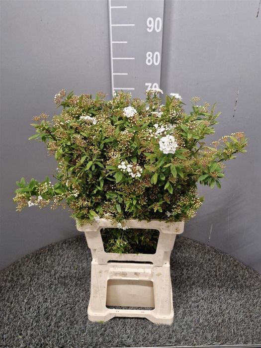 <h4>Spiraea Ov</h4>