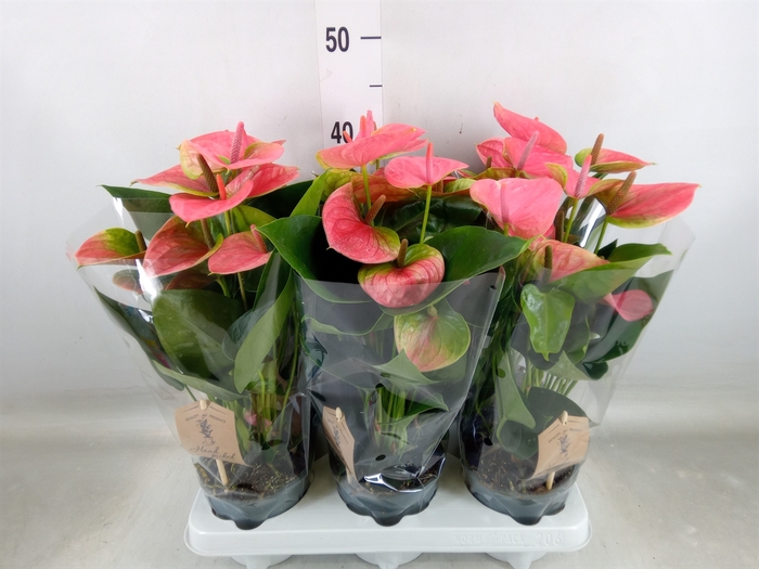 <h4>Anthurium andr. 'Sweet Dream'</h4>