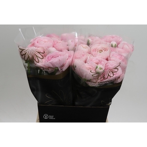 Ranunculus Clooney Lady