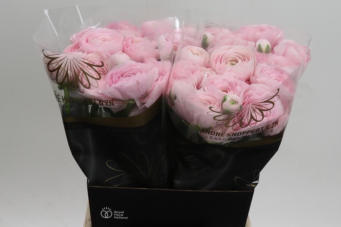 <h4>Ranunculus Clooney Lady</h4>