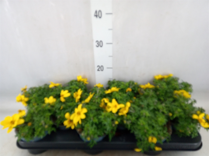 <h4>Bidens   ...</h4>