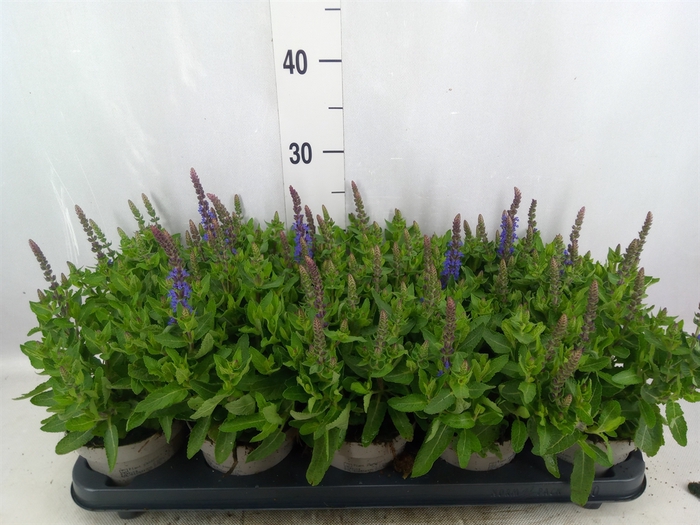 Salvia nemorosa 'Sensation Blue Dp'
