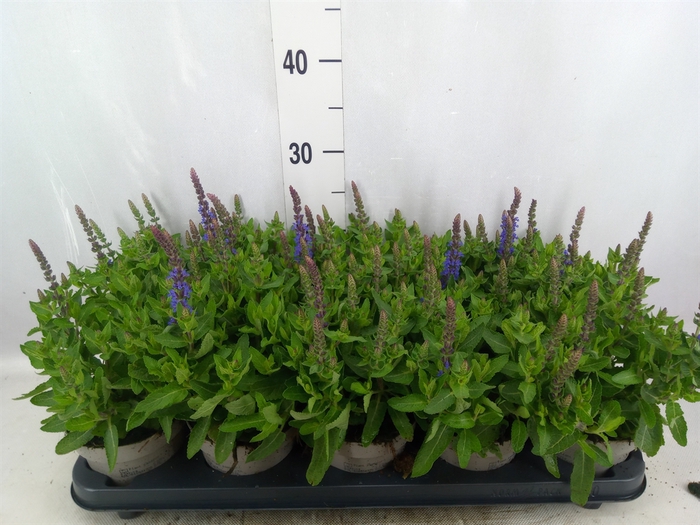 <h4>Salvia nemorosa 'Sensation Blue Dp'</h4>