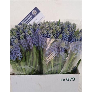 Muscari Blauw P St