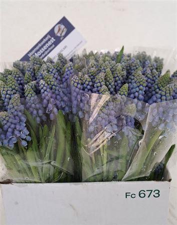 <h4>Muscari Blauw P St</h4>