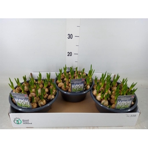 Muscari  'Casablanca'