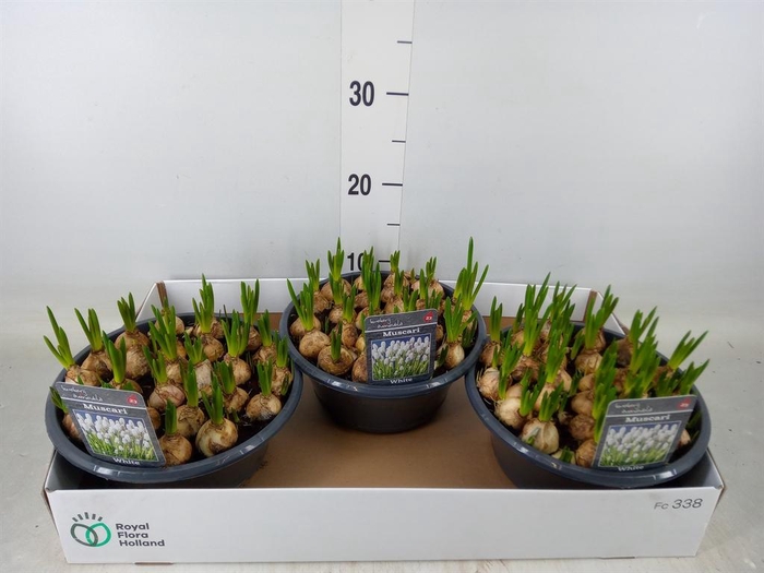 <h4>Muscari  'Casablanca'</h4>