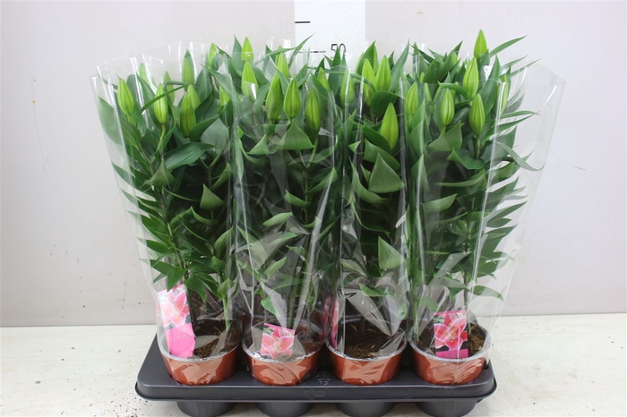 <h4>Lil Or Pink 3pp</h4>