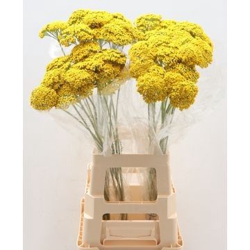 <h4>ACHIL F PARK VARIETY</h4>