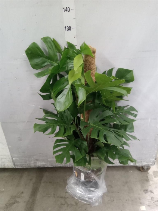 <h4>Monstera pertusum</h4>