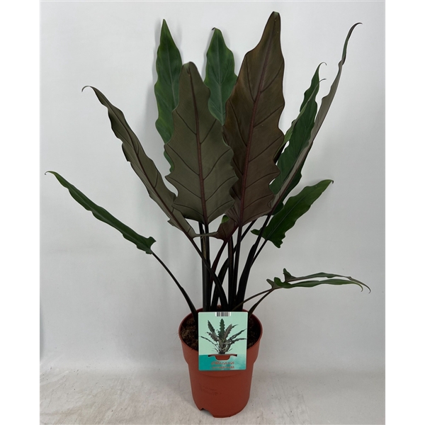 <h4>Alocasia Lauterbachiana</h4>