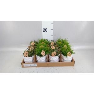 Rhipsalis   ...mix