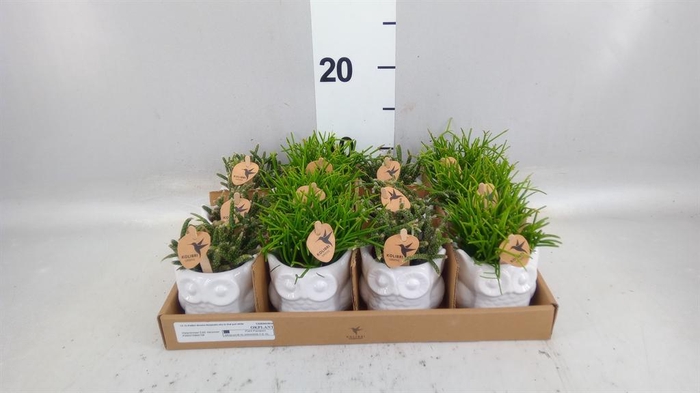 <h4>Rhipsalis   ...mix</h4>