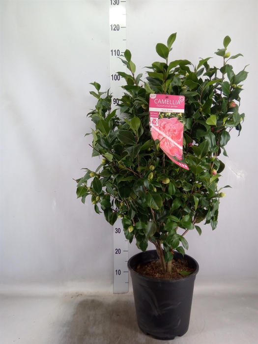 <h4>Camellia japonica</h4>