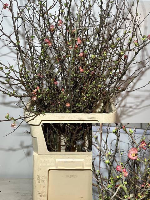 <h4>CHAENOMELES SUPERBA</h4>