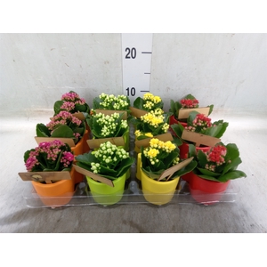 Arr.   Planten L%