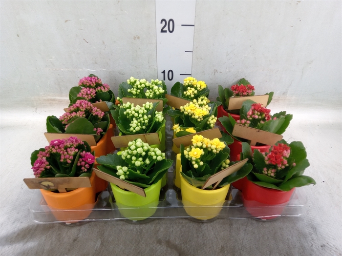<h4>Arr.   Planten L%</h4>