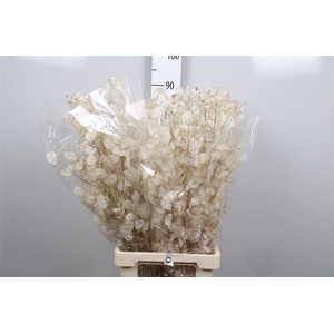 Lunaria Ann Dried White