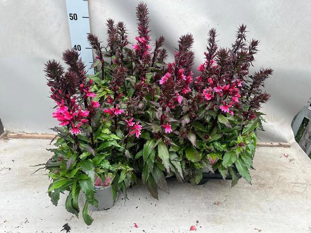 <h4>LOBE SP STAR DP ROSE</h4>