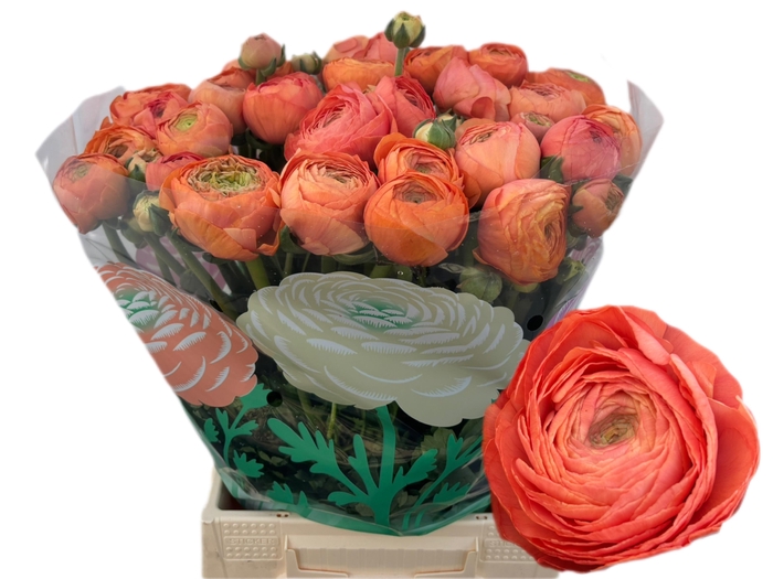 <h4>RAN AAZUR SALMON</h4>