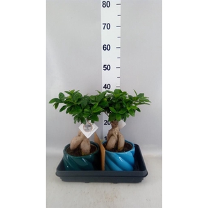 Ficus microcarpa 'Ginseng'