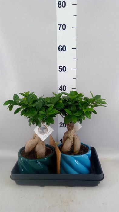 <h4>Ficus microcarpa 'Ginseng'</h4>