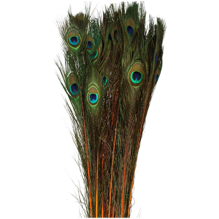 <h4>Veren Pauw 100cm</h4>