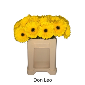 GE GR DON LEO