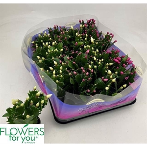 Schlumbergera gemengd 3 kleuren