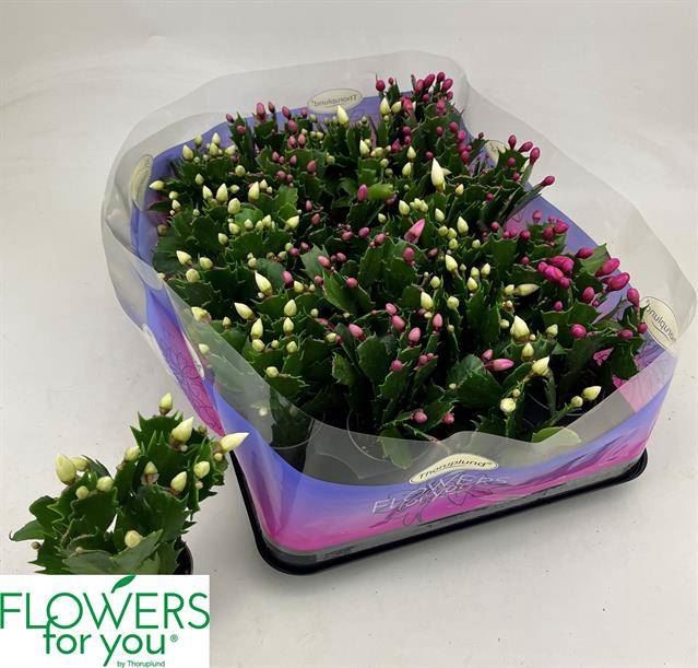 <h4>Schlumbergera gemengd 3 kleuren</h4>