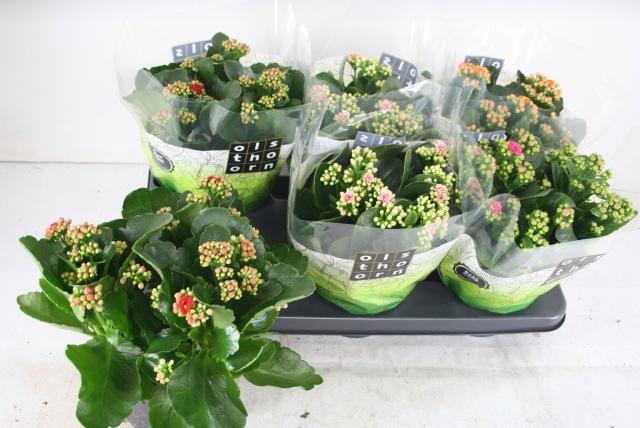 <h4>KAL GE GEM 4 KL</h4>