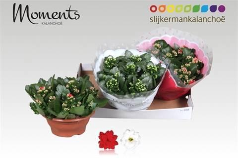 <h4>KAL GE GEM 2 KL</h4>